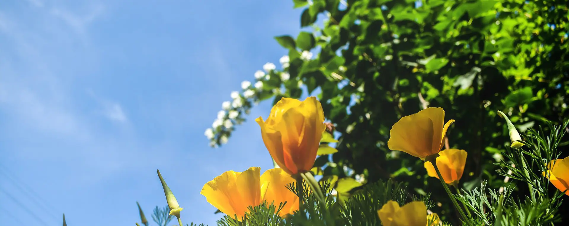 Beautiful Yellow Flowers Beautiful Yellow Flowers