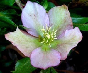 A close up of the flower of a hellebore plant.