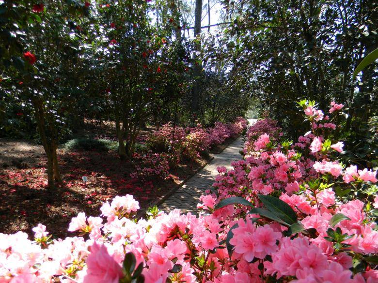 masseelane A path in the middle of a garden filled with pink flowers.
