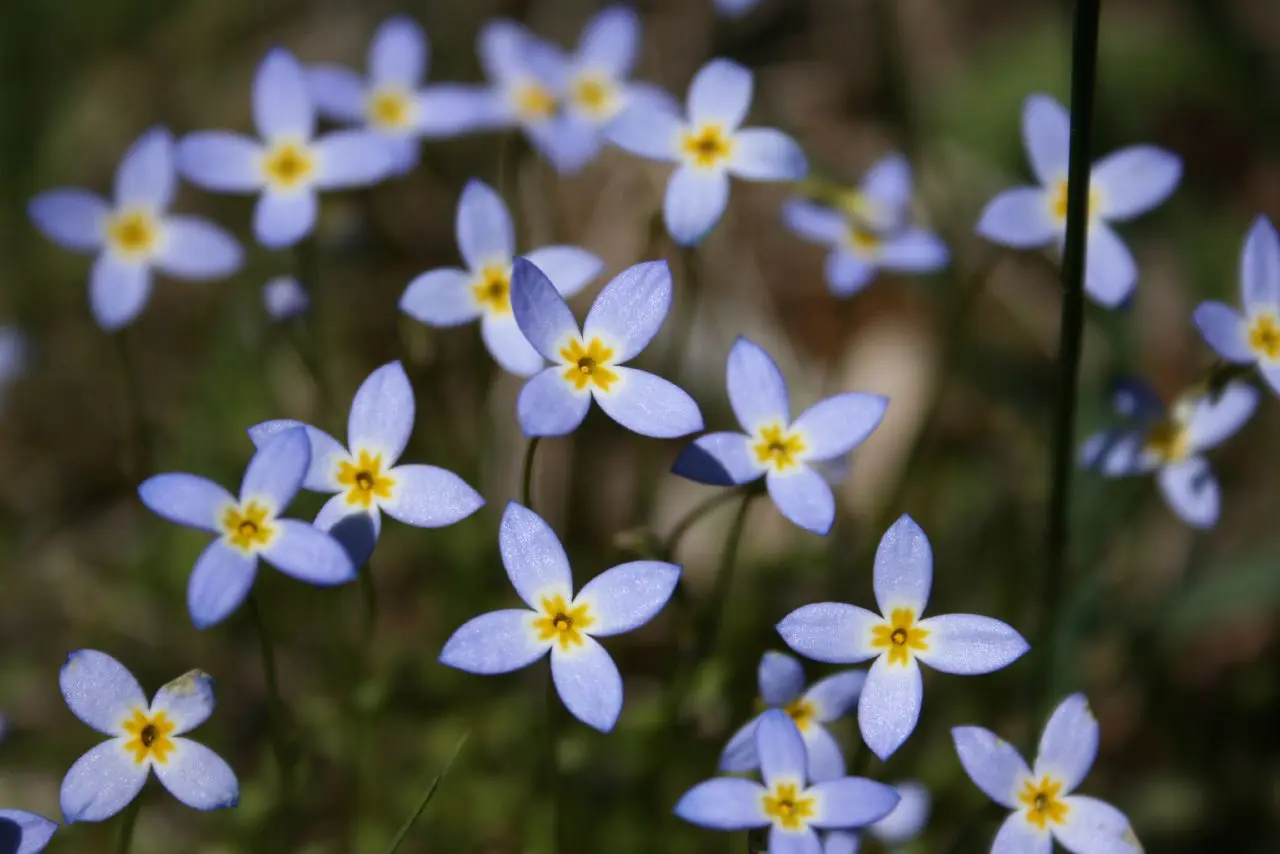 A close up of some blue flowers with yellow centers