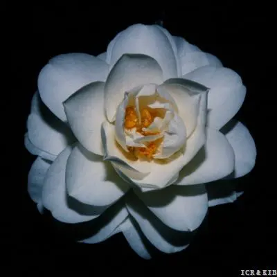 A white flower with yellow center in the dark.