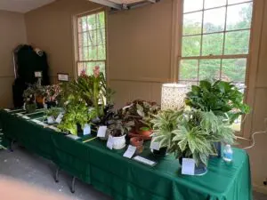 A table with many plants on it