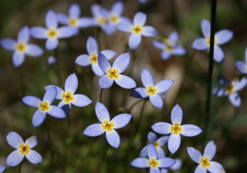 506171798_8c94eccbc6_o A close up of some blue flowers with yellow centers