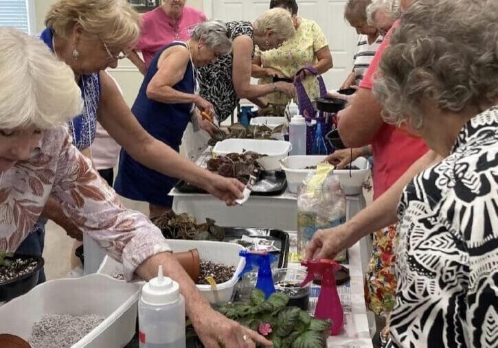 African Violet Activity St Mary's Garden Club Africa Violet Activity August 2023