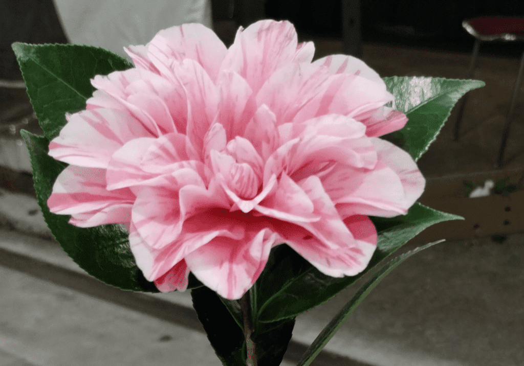 CamelliaFlower A pink flower with green leaves on the stem.