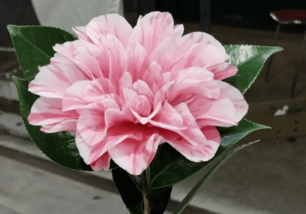 A pink flower with green leaves on the stem.