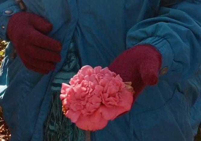 Camellia holding a single pink camellia